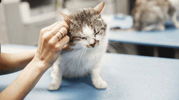 Photograph of a cat in a vet surgery.