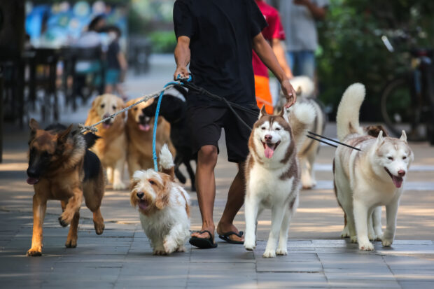 A photograph of a group of dogs on a walk